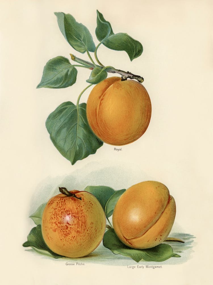 Vintage Illustration Of An Apricot, John Wright