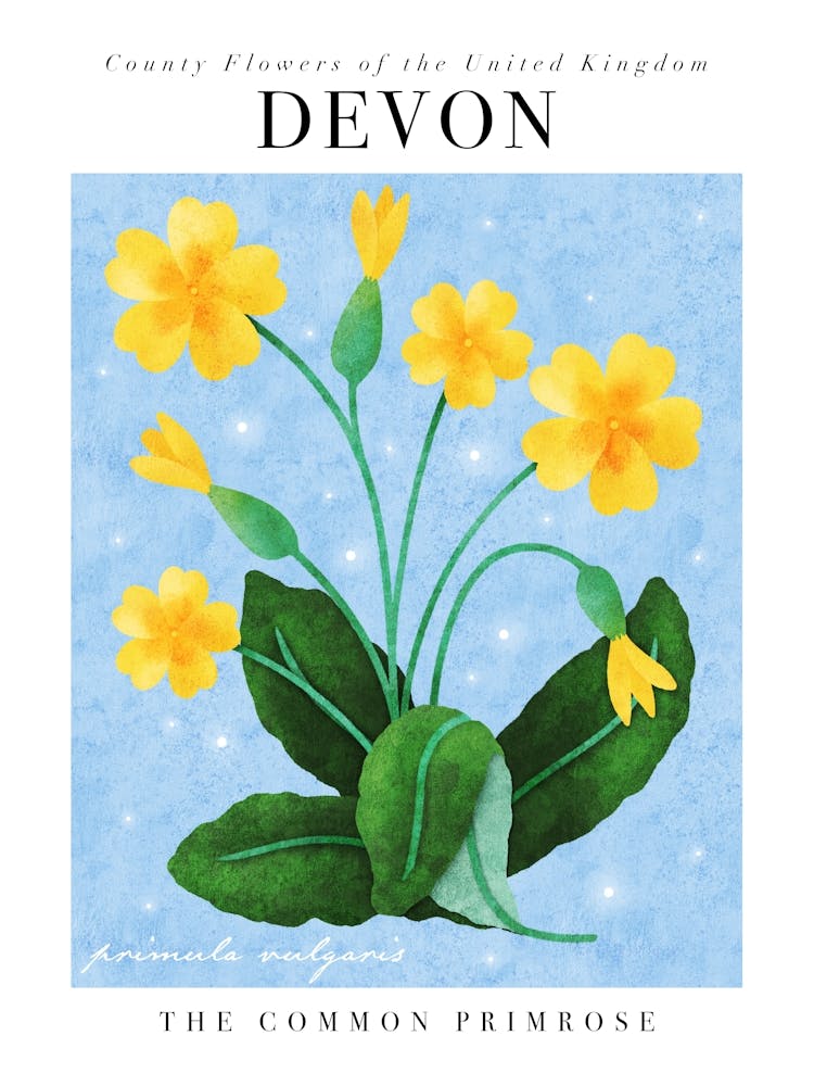 County Flower of Devon The Primrose