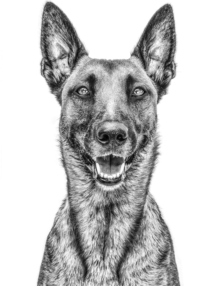 Portrait Of A German Shepherd 1