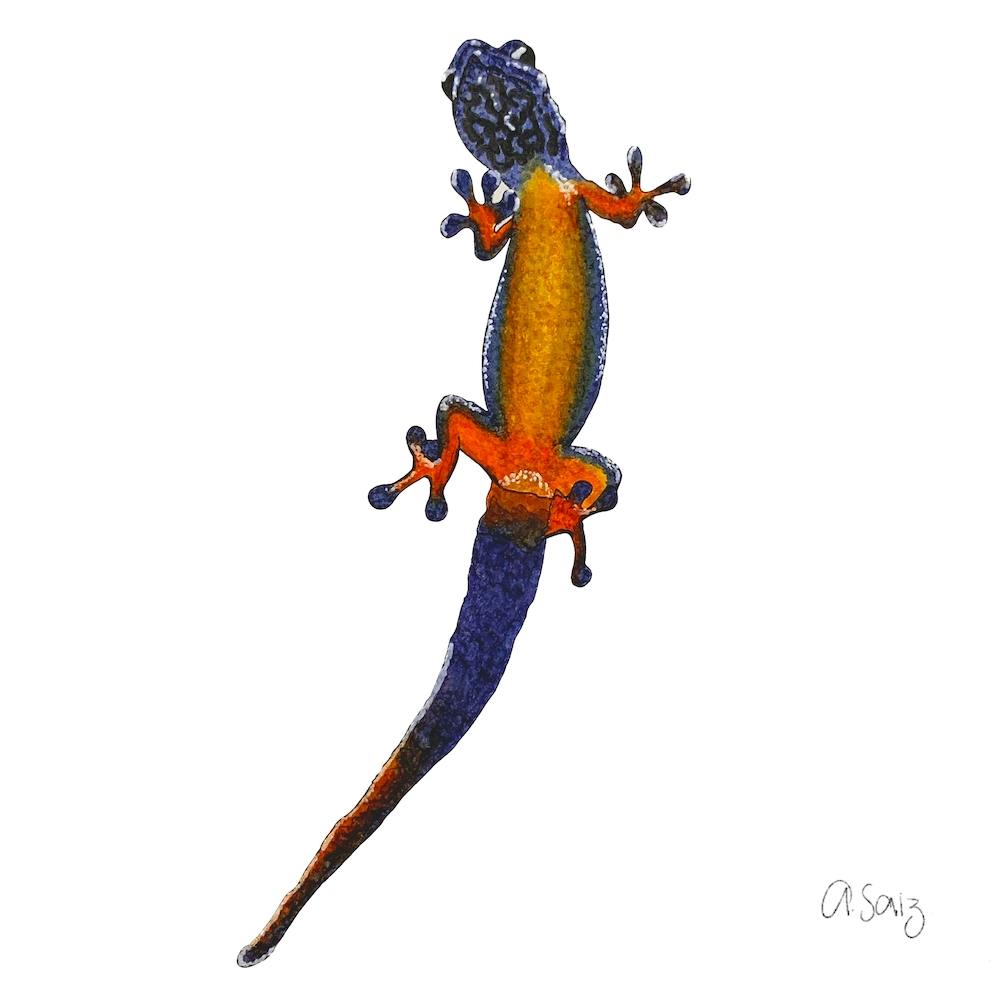 Purple Lizard. 1