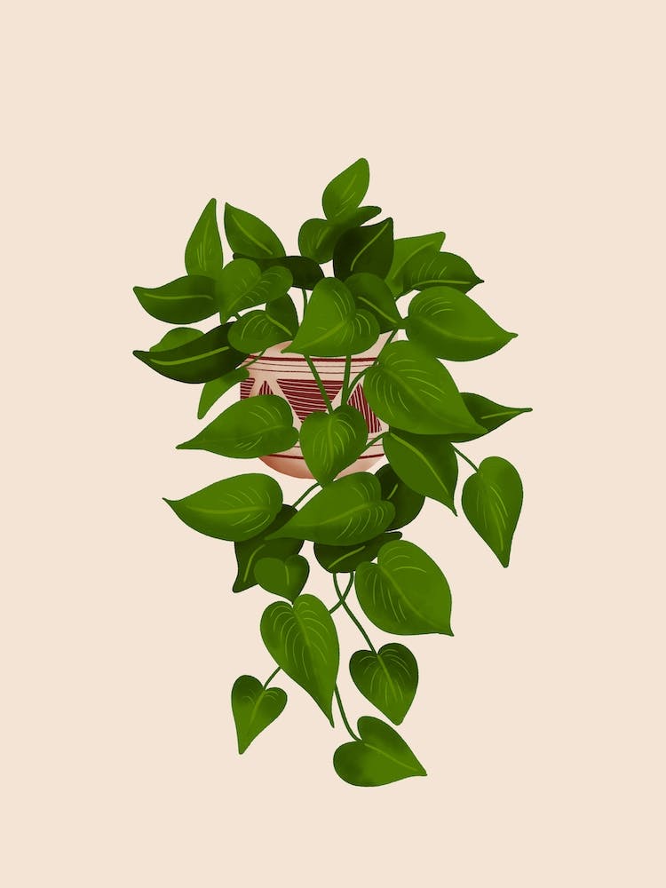 Jade Pothos Plant