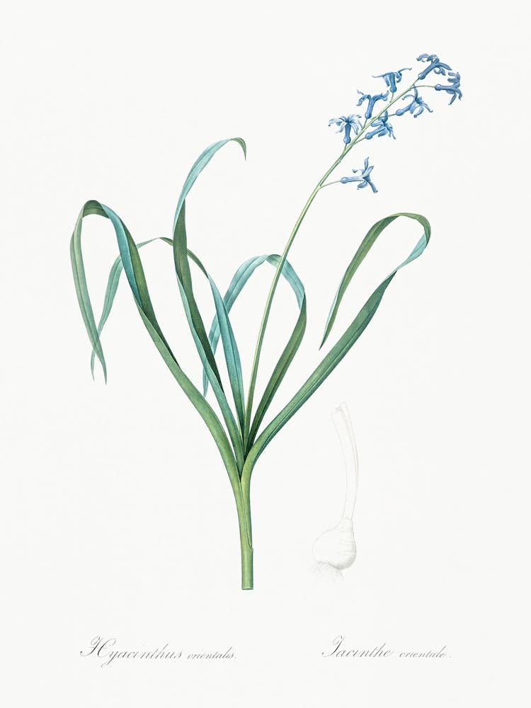 Dutch Hyacinth Illustration From Les Liliacées (1805), Pierre Joseph Redoute