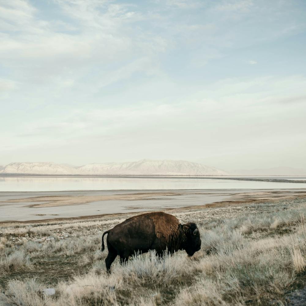 Bison