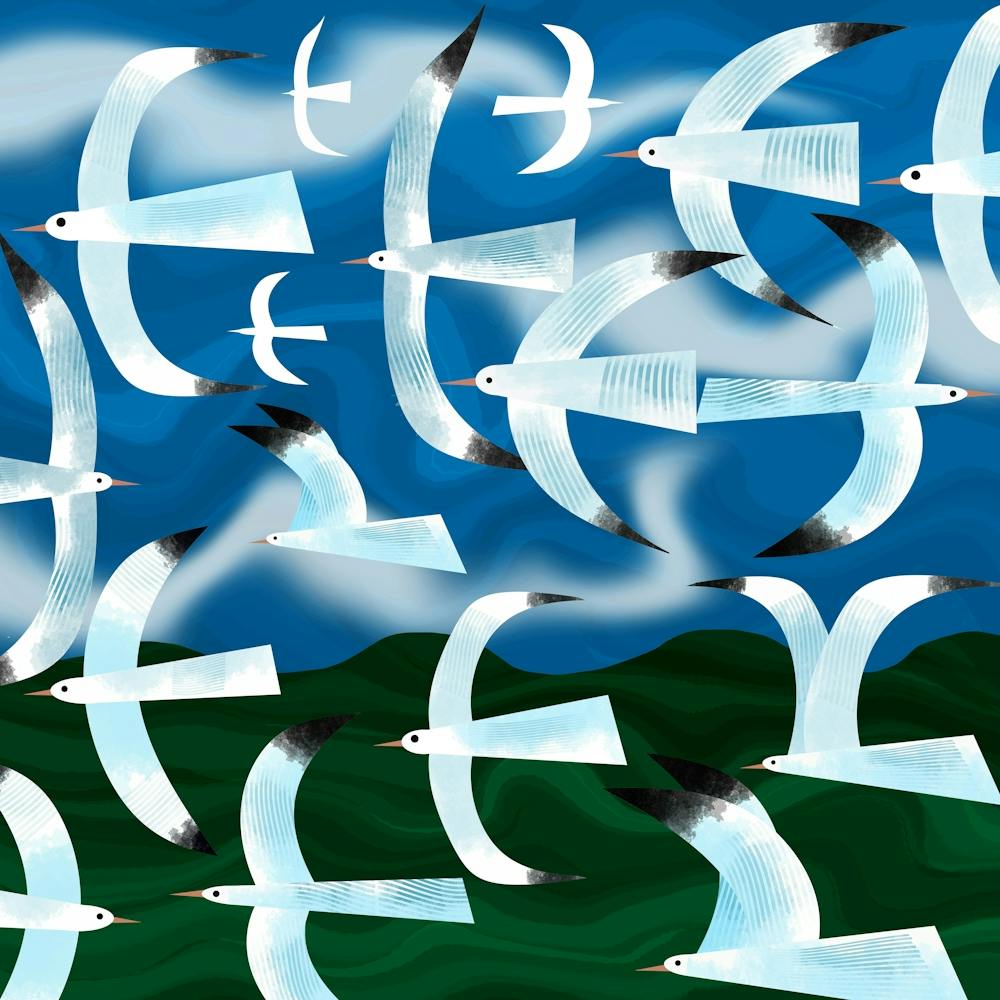 Where Seagulls Dare 1