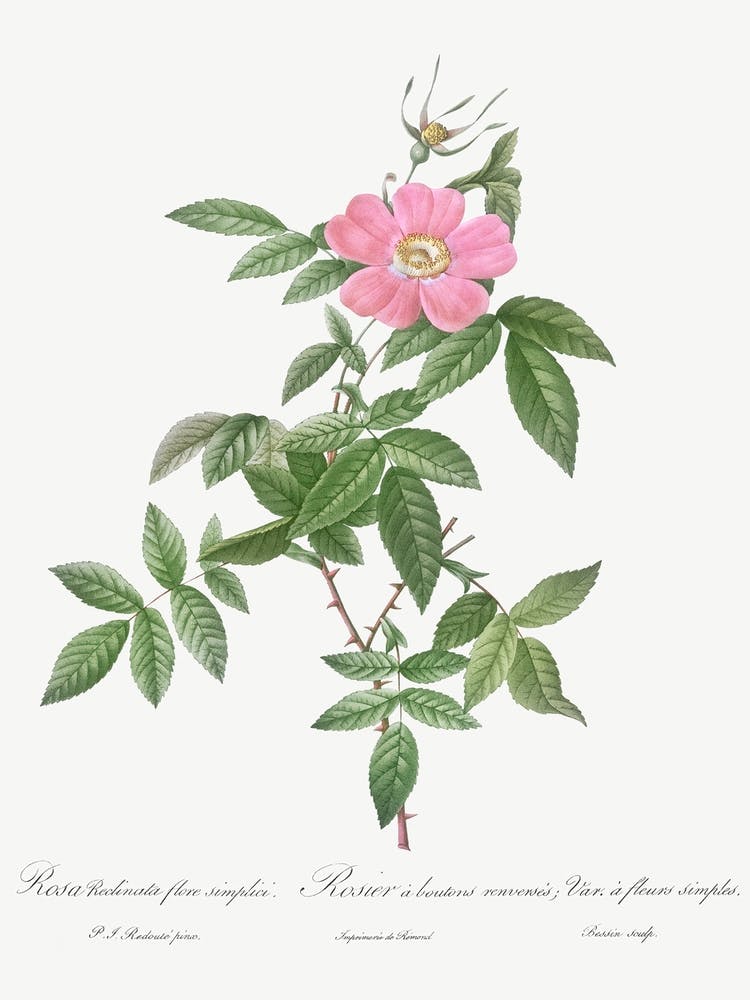 Boursault Rose, Pierre Joseph Redoute 2