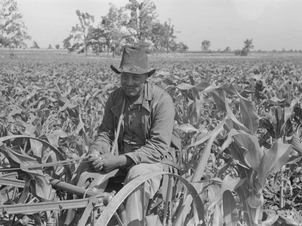 Southeast Missouri Farms, Fsa (Farm Security Administration) Client Cultivating In Field Of Corn By Russell Lee