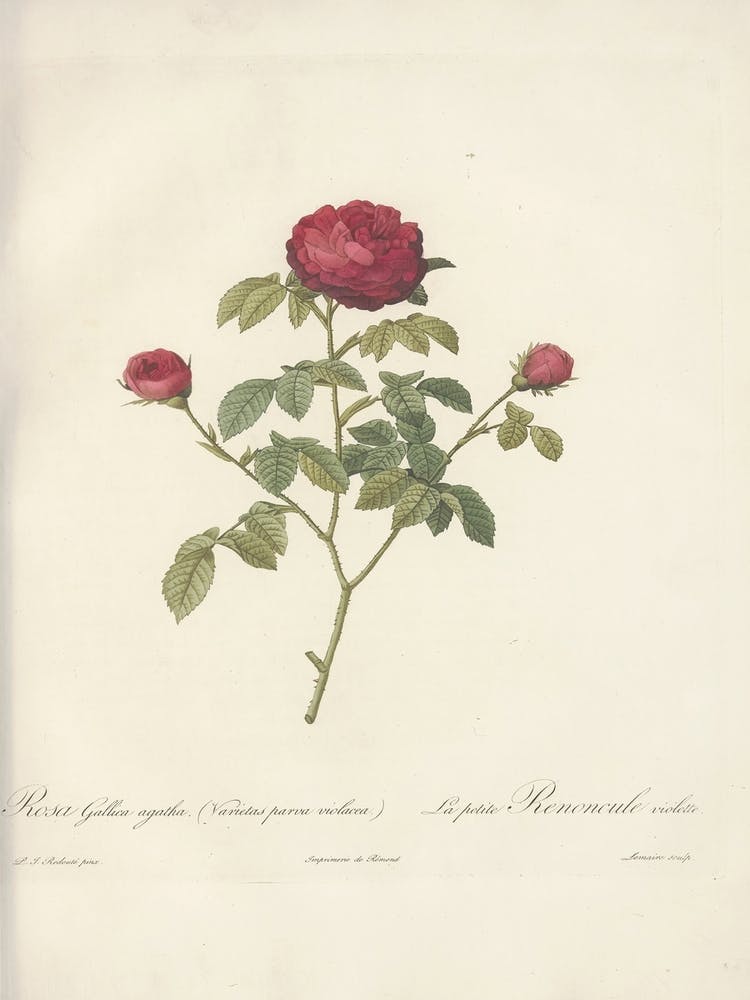 Rose Illustration, Pierre Joseph Redoute (19)