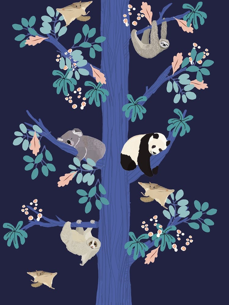 Sleeping Koala