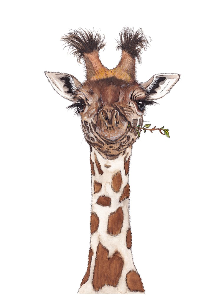 Giraffe 1