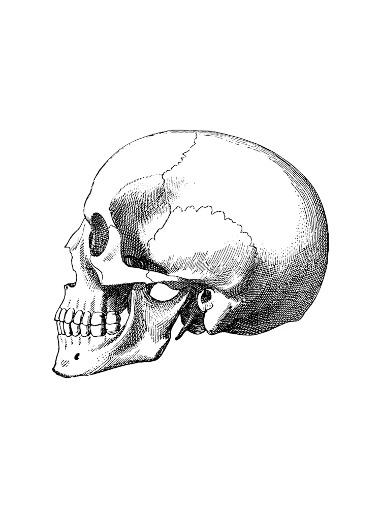 Skull