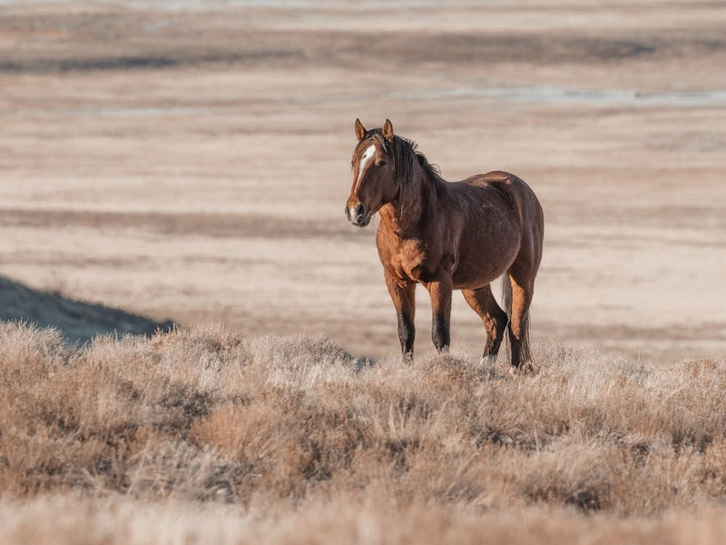 Horse On Horizon