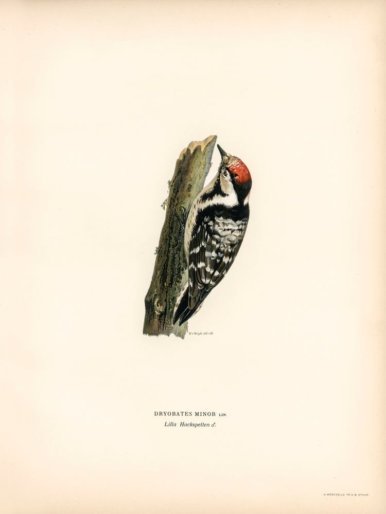 Lesser Spotted Woodpecker, The Von Wright Brothers