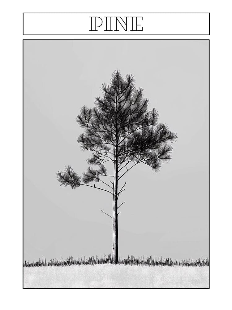 Pine Tree Minimalistic Drawing 3 Poster