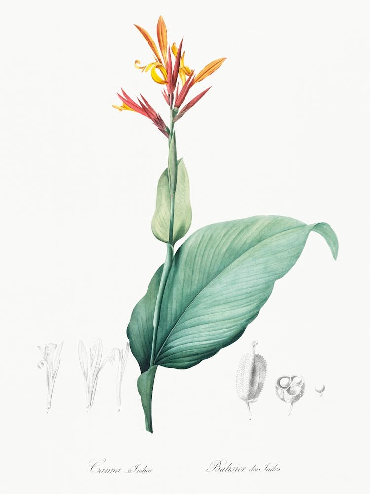 Indian Shot Illustration From Les Liliacées (1805), Pierre Joseph Redoute