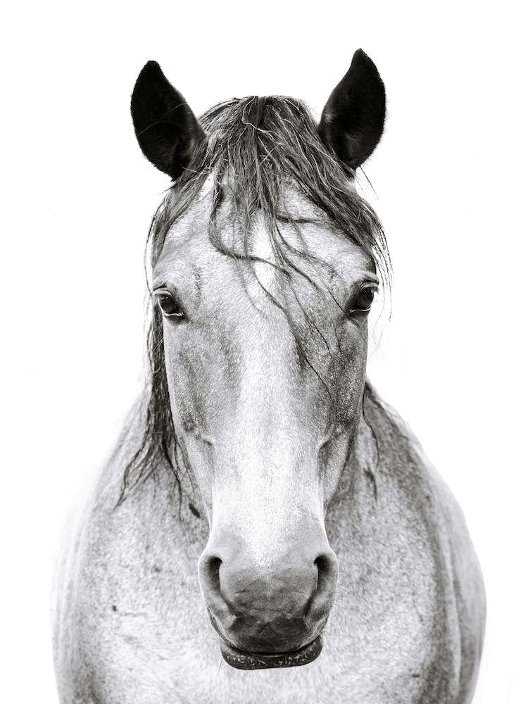 Black and White Horse's Head 1