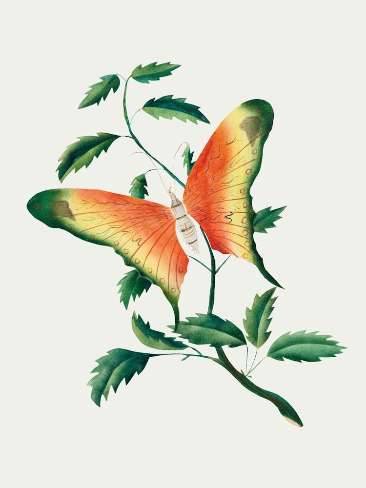 Schmetterling auf einem Ast