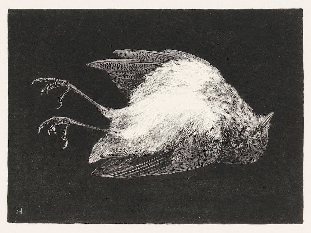 Dead Robin (1895), Theo Van Hoytema