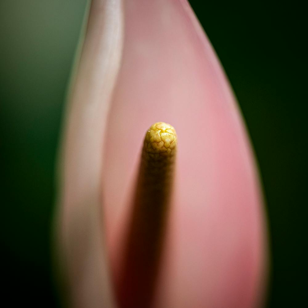 the impression square