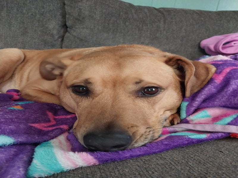 Chiot triste