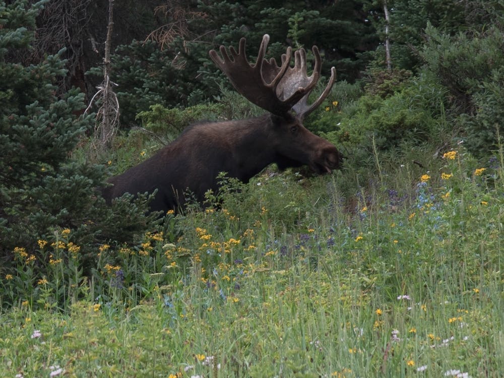 Moose In The Wild