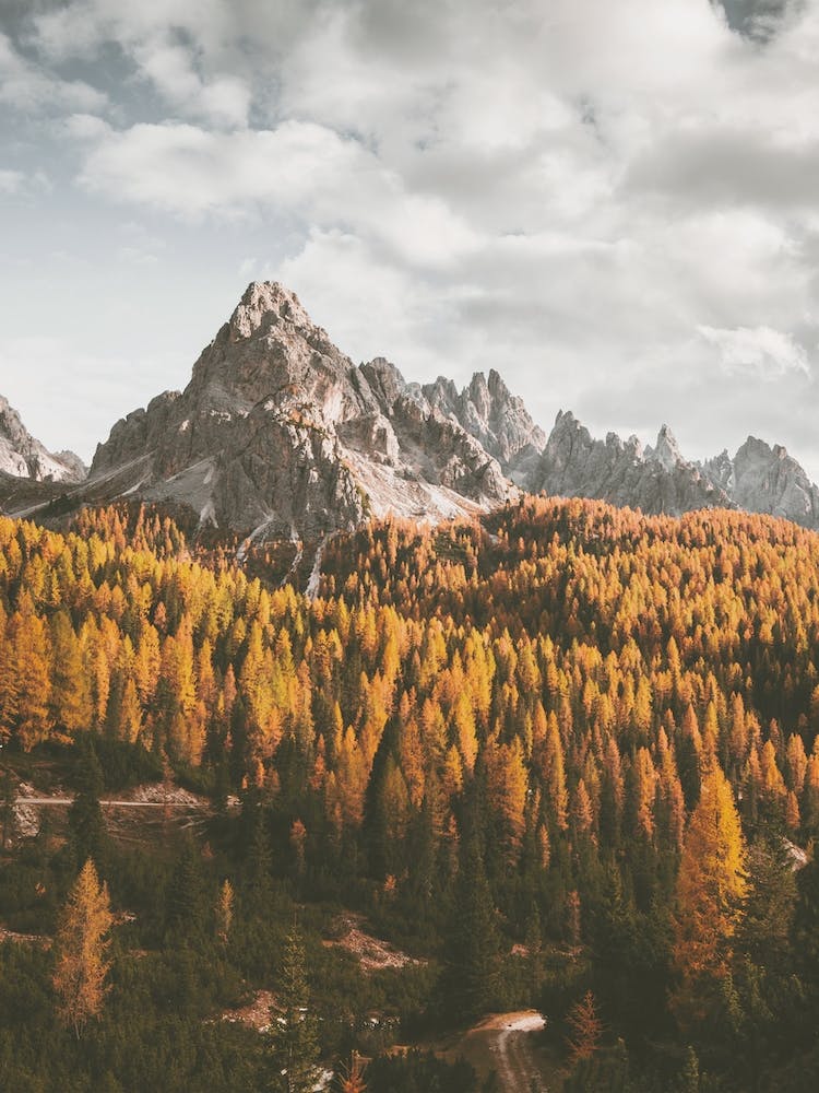 Autumn Mountain Trees