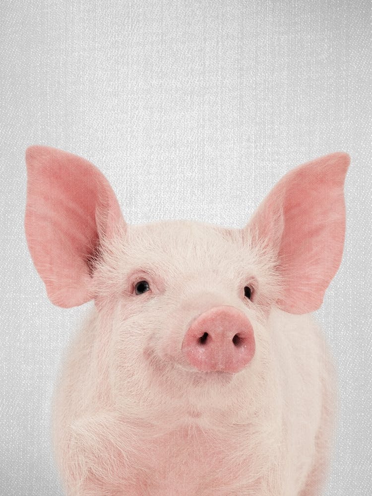Pig  