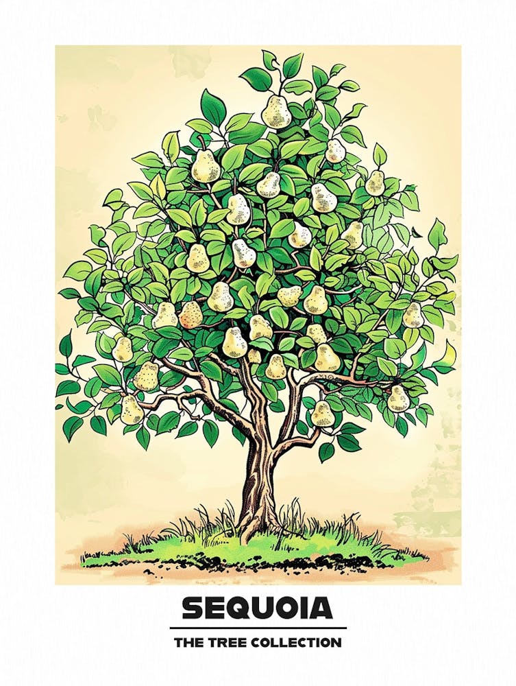 Sequoia Tree Storybook Illustration 4 Poster