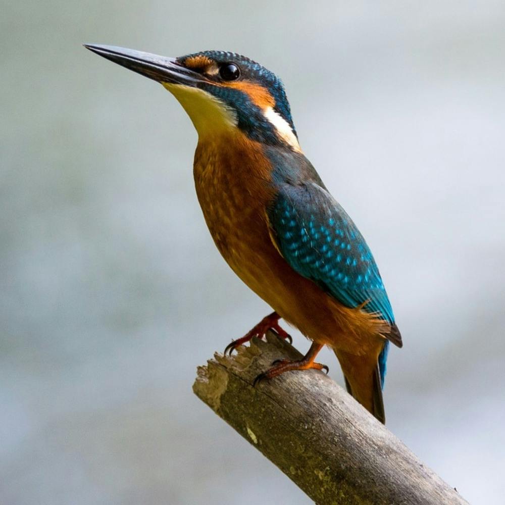 Kingfisher Stock Videos & Royalty-Free Footage 1