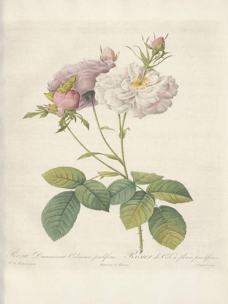 Rose Illustration, Pierre Joseph Redoute(100)