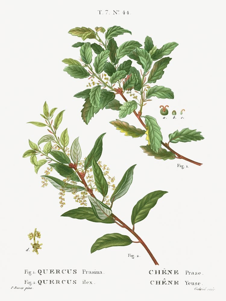 Evergreen Oak, Pierre Joseph Redoute