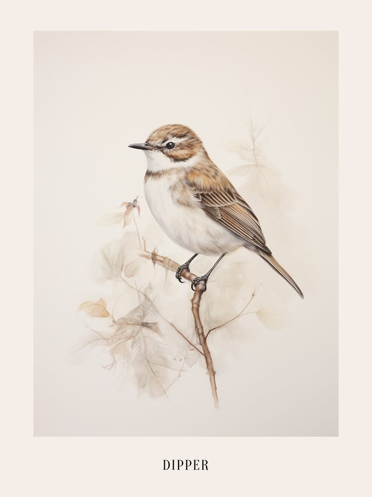 Vintage Bird Drawing Dipper 2 Poster
