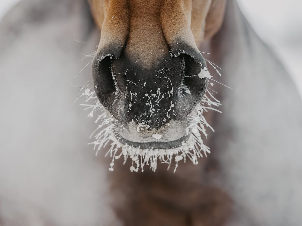 Cold Horse Breath