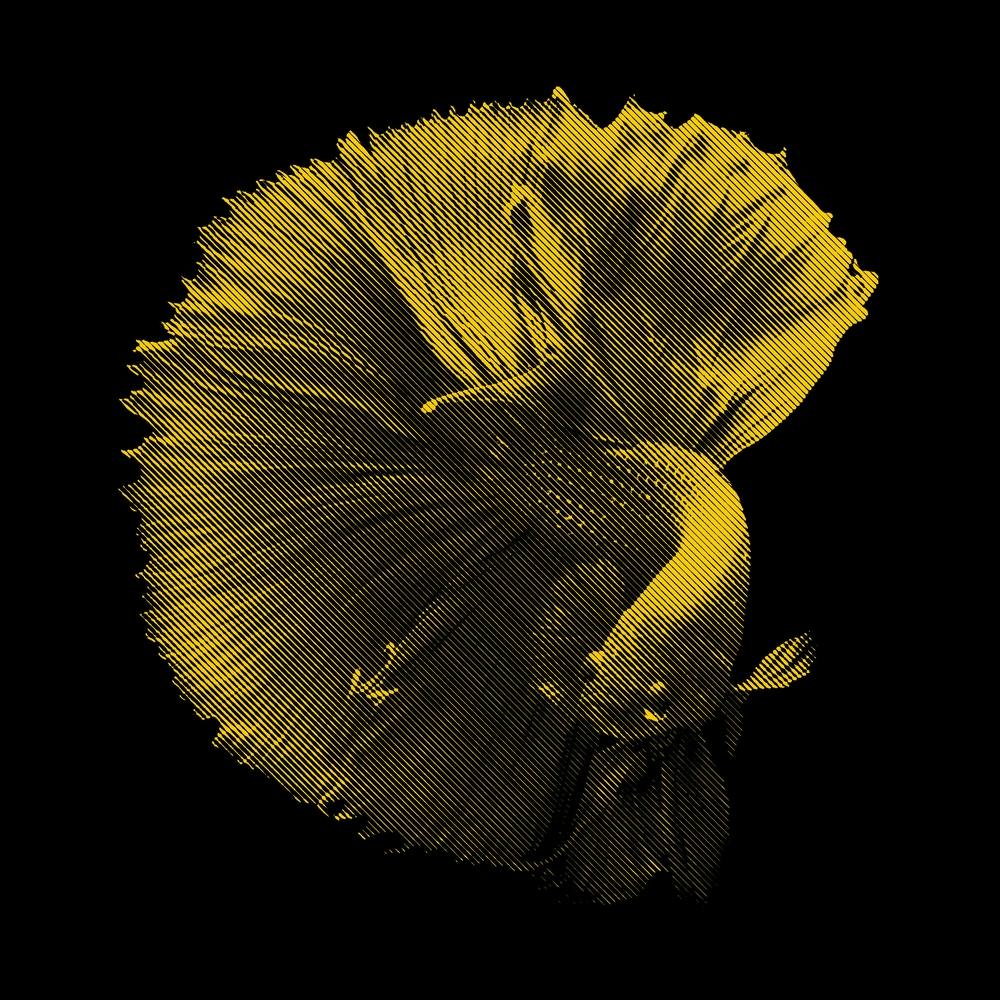 Yellow Betta Fish in my Line Illustration