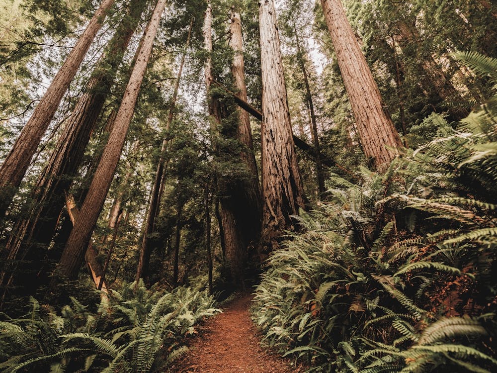 Redwood Forest Path - National Park Photography