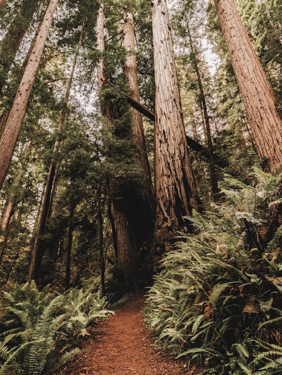 Redwood Forest Path - National Park Photography