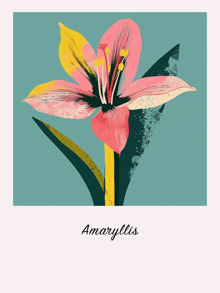 Amaryllis 3 Square Flower Illustration Poster
