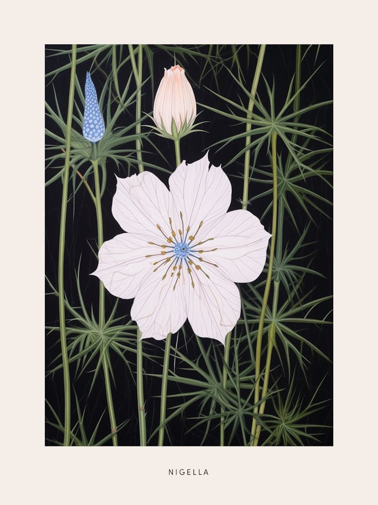 Flower Illustration Love In A Mist Nigella 6 Poster