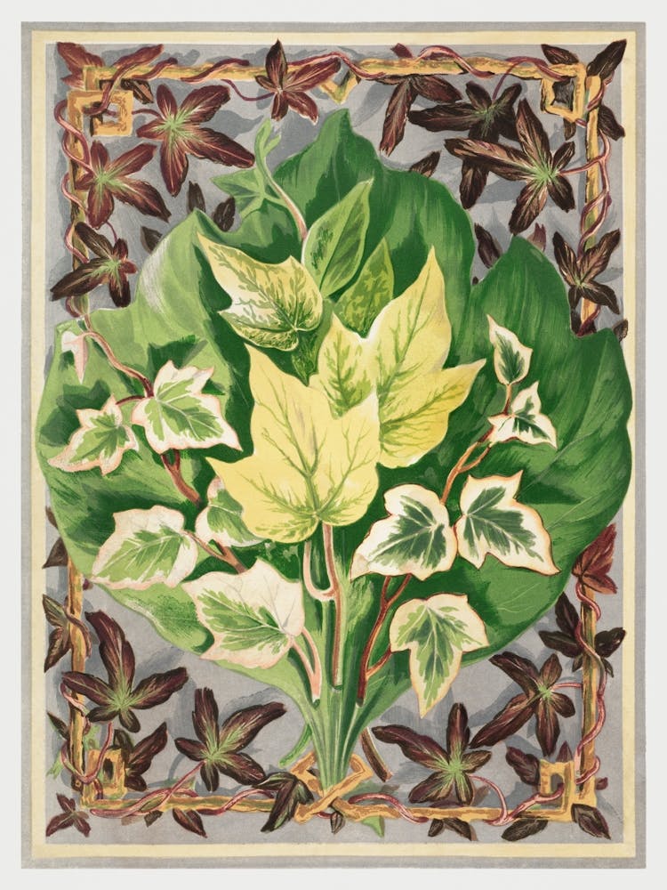 Diverses Feuilles de Lierre Tirées de The Ivy, A Monograph (1872) 1