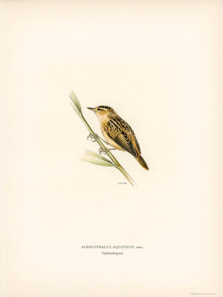 Aquatic Warbler, The Von Wright Brothers