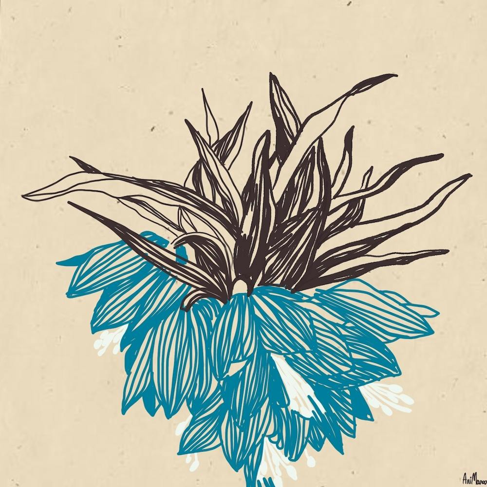 Air Plant