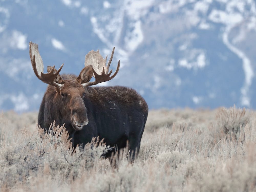 Wyoming Moose Scenery