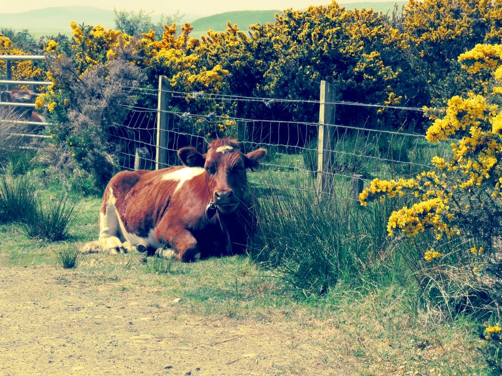 Brown Cow Laying Down Field Scotland Yellow flowers 