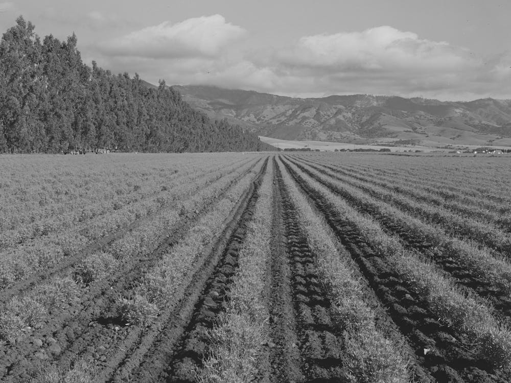Salinas, California, Intercontinental Rubber Producers, Two Year Old Guayule Shrubs By Russell Lee