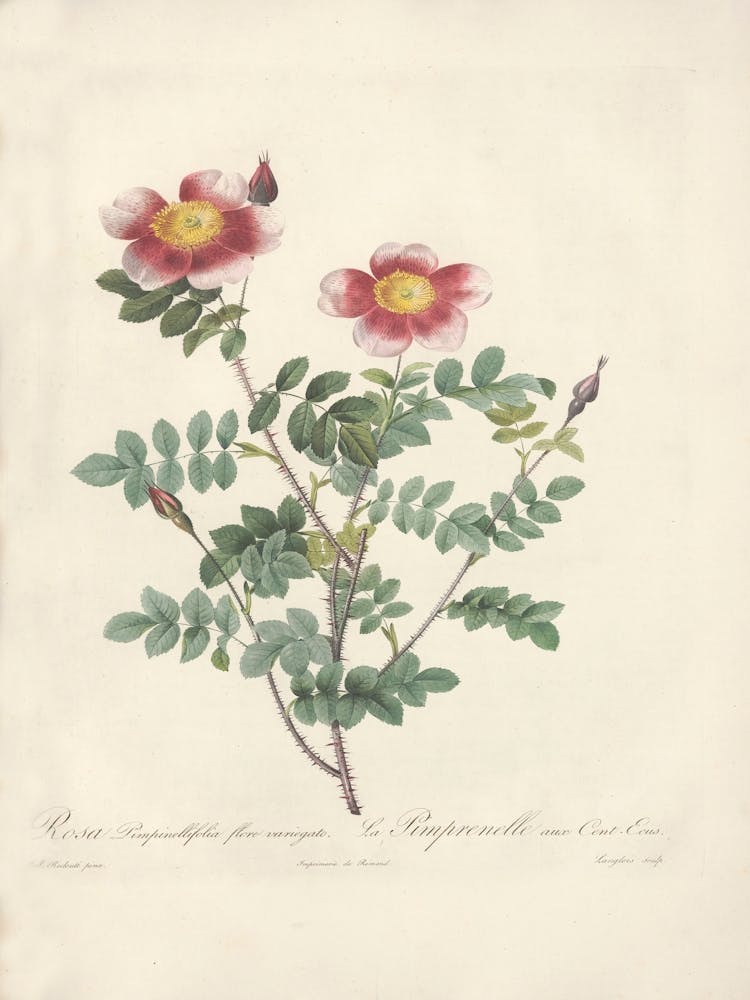 Rose Illustration, Pierre Joseph Redoute, Pierre Joseph Redoute(132)