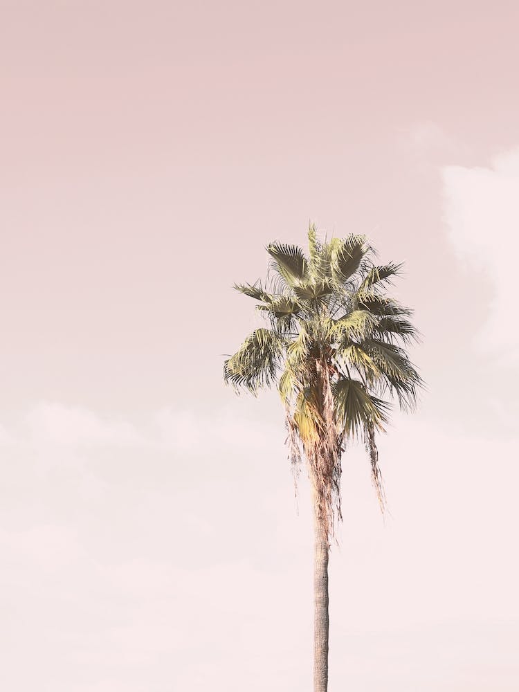 Pink Paradise Palm