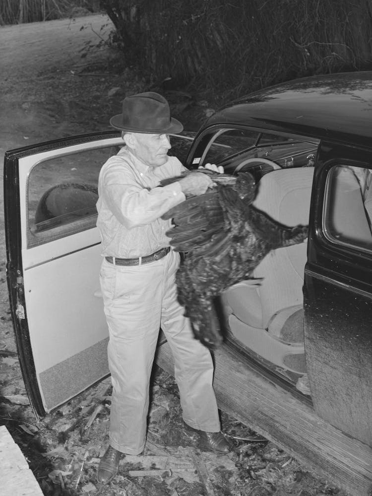 Farmer Removing Turkey From His Car Which He Has Brought To The Cooperative Poultry House, Brownwood, Texas By