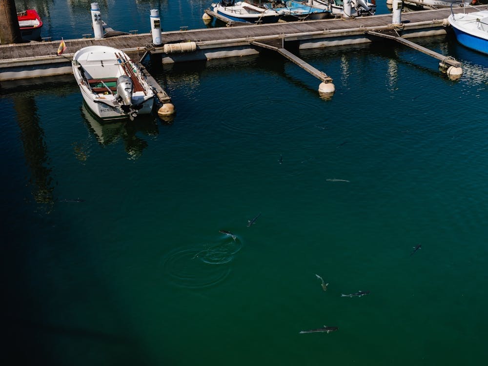 Marina fish, Laredo, Spain