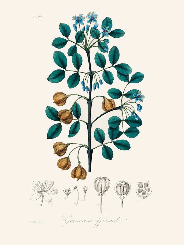 Botanisches Vintage-Bild John Stephenson und James Morss Churchill_2731669