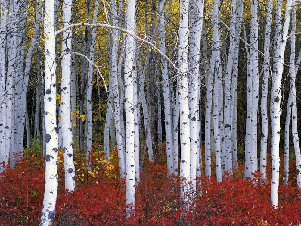 Autumn Birch Tree Forest White Autumn Birch Leaves