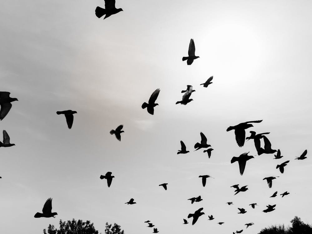 Silhouettes Of Flying Pigeons In The Skies 5